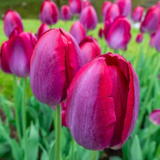 Тюльпан Тріумф Pittsburg
