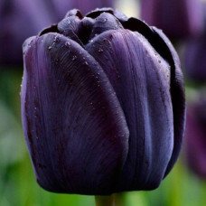 Тюльпан Тріумф Queen of Night