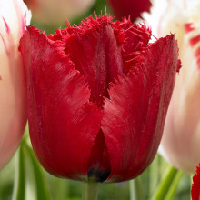 Тюльпан Бахромчатый Red Wing