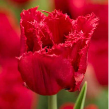 Тюльпан Бахромчатый Red Wing