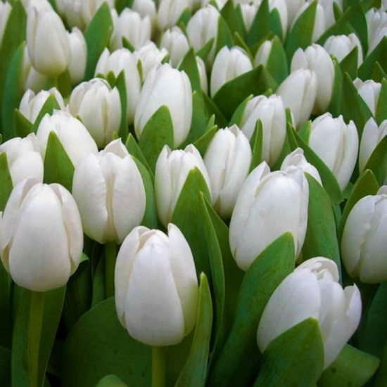 Тюльпан Тріумф Royal Virgin