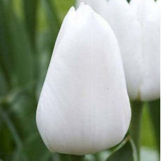 Тюльпан Тріумф Royal Virgin