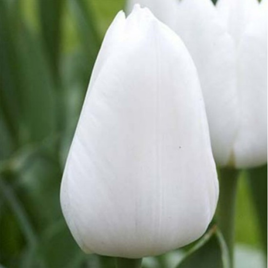 Тюльпан Тріумф Royal Virgin