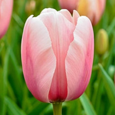 Тюльпан Тріумф Salmon Impression