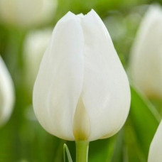 Тюльпан Тріумф Silver Dollar