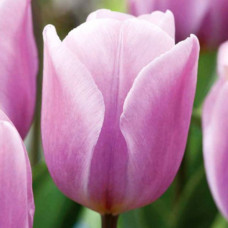 Тюльпан Тріумф Synaeda Amor
