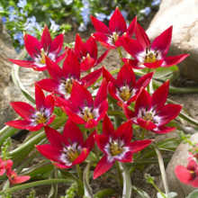 Тюльпан Ботанічний Tiny Timo