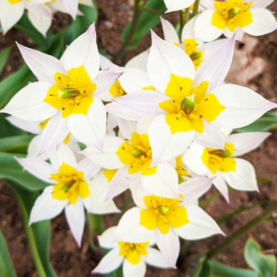 Тюльпан Ботанічний Turkestanica