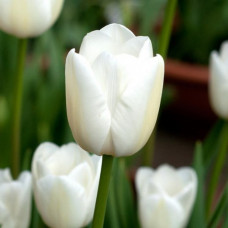 Тюльпан Тріумф White Dream