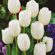 Тюльпан Триумф White Dream