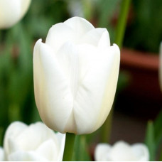 Тюльпан Тріумф White Marvel
