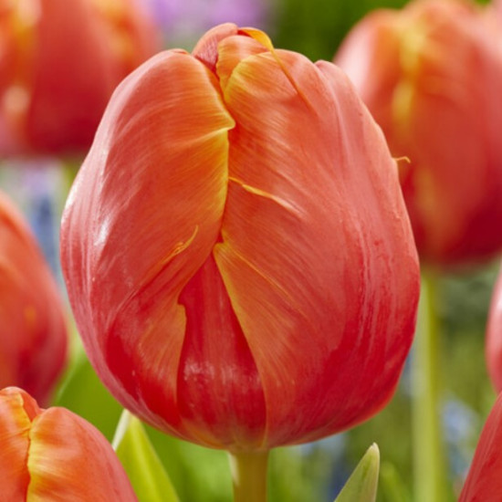 Тюльпан Папуговий Ad Rem Parrot