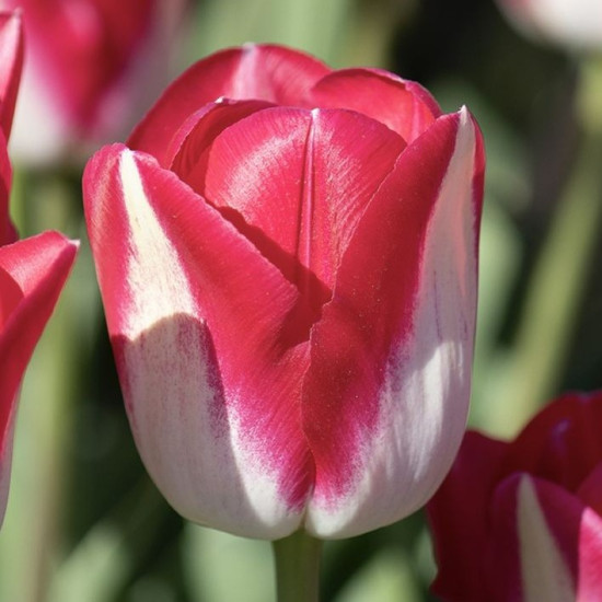 Тюльпан Тріумф Alectric