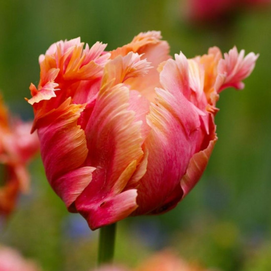 Тюльпан Папуговий Amazing Parrot