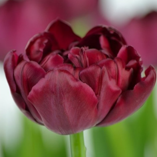 Тюльпан Махровий Antraciet