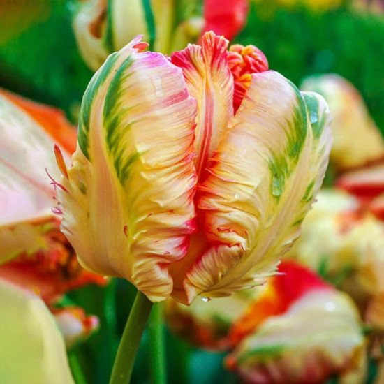 Тюльпан Папуговий Apricot Parrot