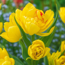 Тюльпан Махровий + Багатоквітковий Aquilla