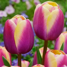 Тюльпан Тріумф Atlantis