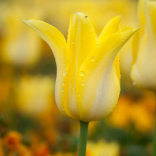 Тюльпан Лілієподібний Ballade Gold
