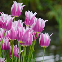 Тюльпан Лілієподібний Ballade