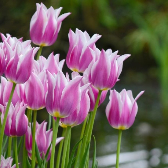 Тюльпан Лілієподібний Ballade