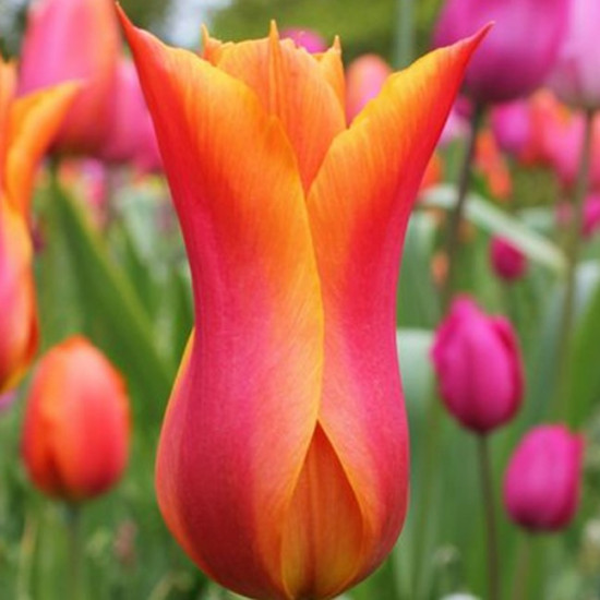 Тюльпан Лілієподібний Ballerina