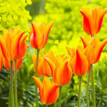 Тюльпан Лілієподібний Ballerina