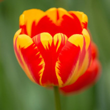 Тюльпан Тріумф Banja Luka