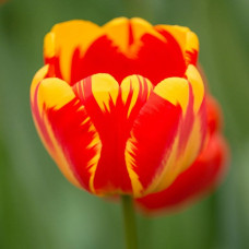 Тюльпан Тріумф Banja Luka