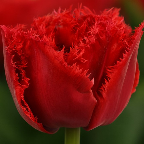 Тюльпан Махровий + Оторочений Bendigo