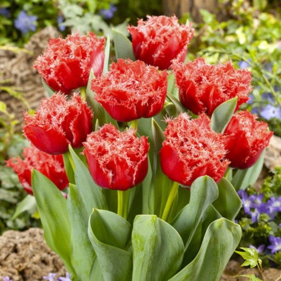 Тюльпан Махровий + Оторочений Bendigo