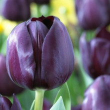 Тюльпан Тріумф Black Bean