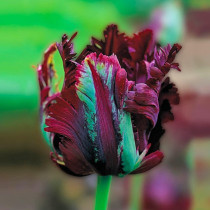 Тюльпани Папугові