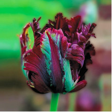 Тюльпан Попугайный Black Parrot