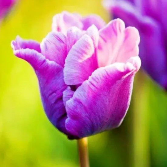 Тюльпан Папуговий Blue Parrot