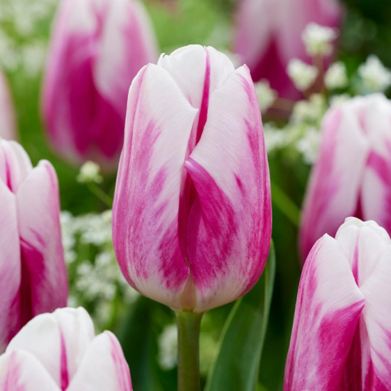 Тюльпан Тріумф Bojangles