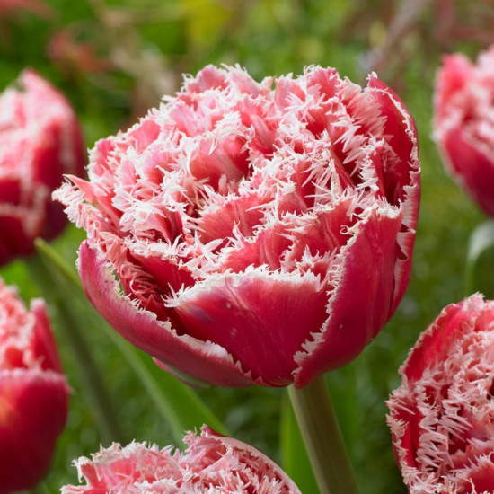 Тюльпан Махровий + Оторочений Brest