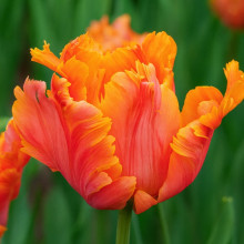 Тюльпан Попугайный Bright Parrot