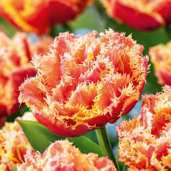 Тюльпан Махровий + Оторочений Brisbane