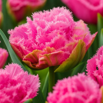 Тюльпани Махрові + Оторочені