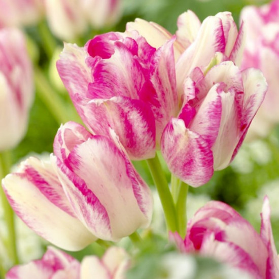 Тюльпан Мультіфлора Candy club