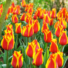 Тюльпан Грейга Cape Cod