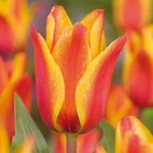 Тюльпан Грейга Cape Cod