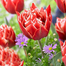 Тюльпан махровый Championship