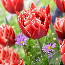 Тюльпан махровий Championship