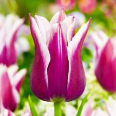 Тюльпан Лілієподібний Claudia