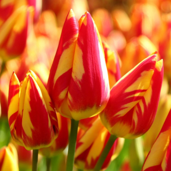 Тюльпан Мультіфлора Colour Spectacle