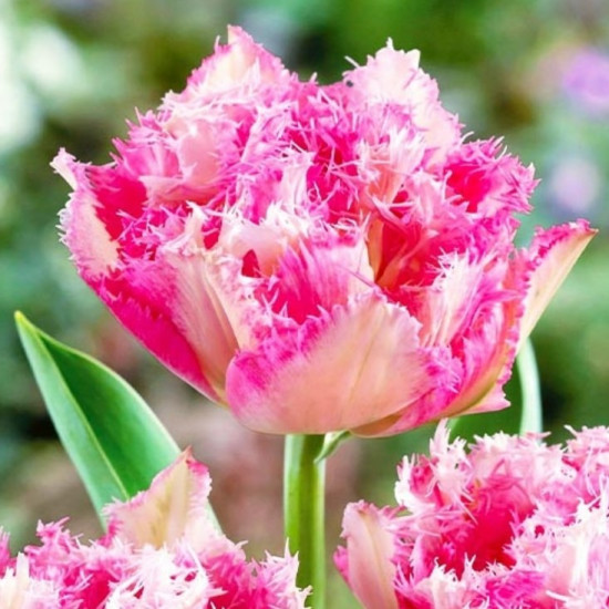 Тюльпан Махровий + Оторочений Cool Crystal