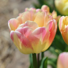 Тюльпан Махровий Creme Upstar