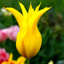 Тюльпан Лілієподібний Crown Jewel